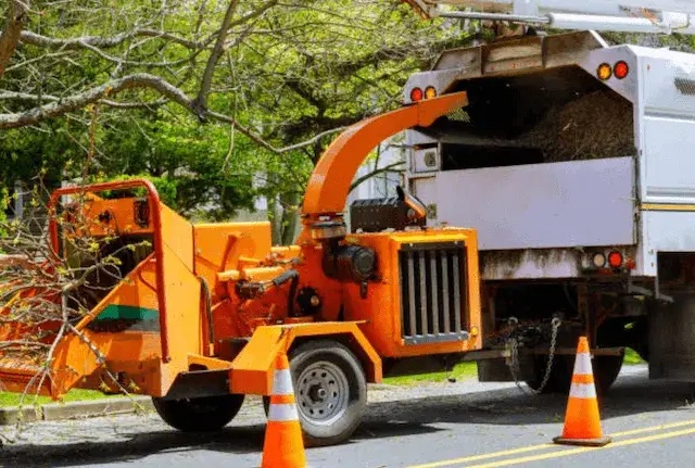 tree removal hillsborough