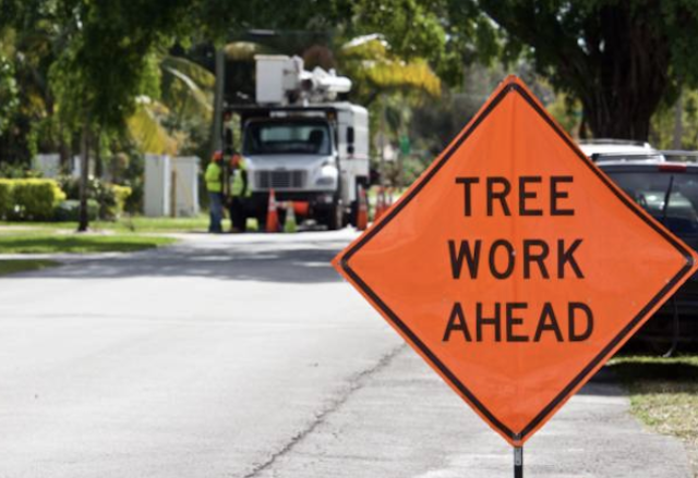 tree removal Town n Country fl