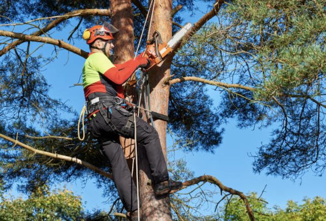 tree pruning hillsborough