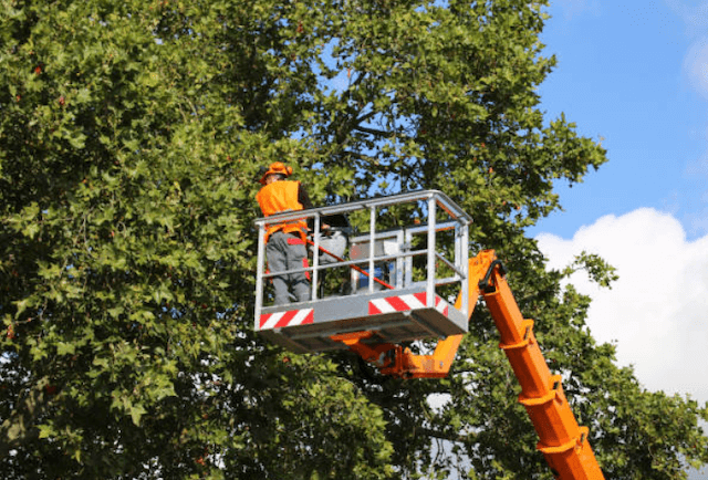 tree trimming hillsborough 