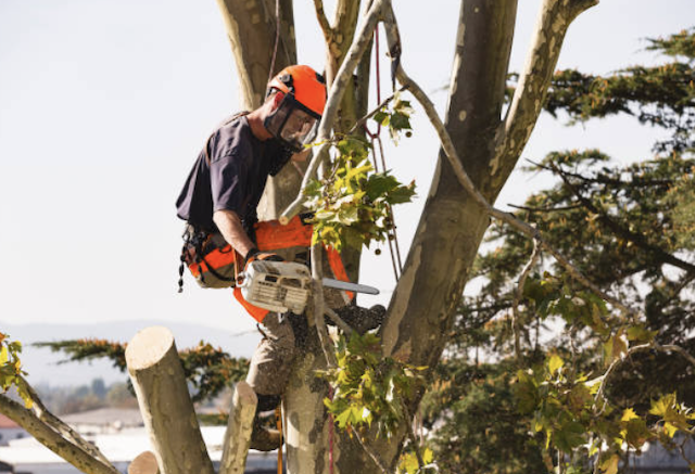 tree removal hillsborough