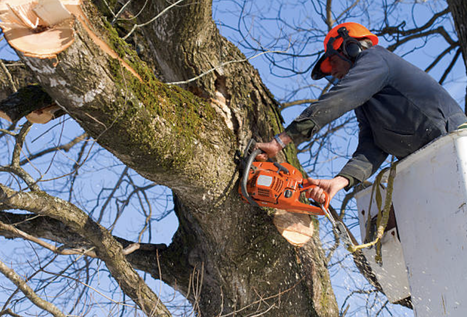 tree trimming Town n Country fl